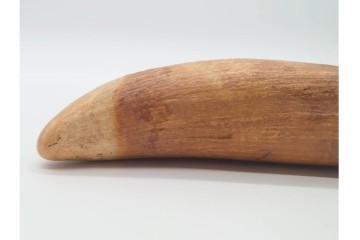 マッコウクジラ　重量約367g　緩やかな曲線を描く鯨歯　(R-090993)
