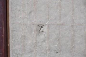 アンティーク建具　明治から大正期　赤みを帯びた木枠が味わい深い障子帯戸4枚セット　(R-091267)