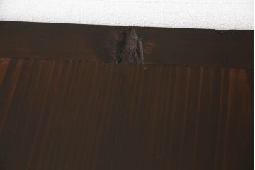水屋箪笥サイドボードの見た目を変えずに綺麗にリペア!!本体は現状の色味を活かして仕上げ。(収納棚、テレビ台、キャビネット)